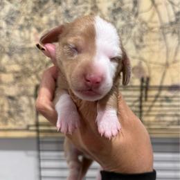Capri-4800 - Dapple male Dachshund puppy in Winter Haven, Florida from Dreamwork Dachshunds