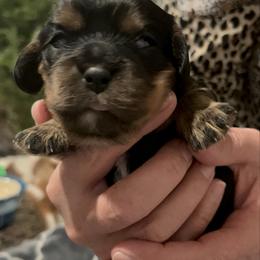 Vinny - Black and tan male Cavalier King Charles Spaniel puppy in Eatontown, New Jersey from NJ Cavalier King Charles Breeder