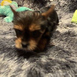 Izzy - Black and gold female Yorkshire Terrier puppy in Brandenburg, Kentucky from Lil Amazing Paws Yorkshire Terriers