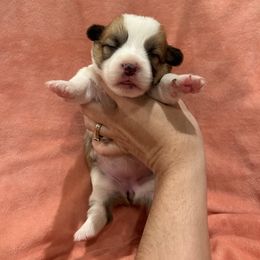 Australian Cattle Dog and Pembroke Welsh Corgi Puppies from Diamond Bar H