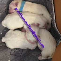 Maltese puppies from Grantham Maltese