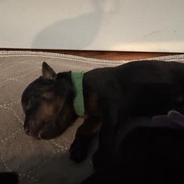Green - Black and mahogany male Rottweiler puppy in Concord, North Carolina from KJB Kennels