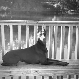 Kiara - Doberman Pinscher