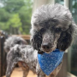 Pongo - Parti male Poodle puppy in Otto, North Carolina from Wild Suns Farm