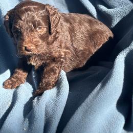 Pistachio - Chocolate male Labradoodle puppy in Somerset, California from Annie’s Animals