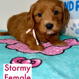 Stormy - Red  female Goldendoodle puppy in Beecher, Illinois from Erica’s Doodles