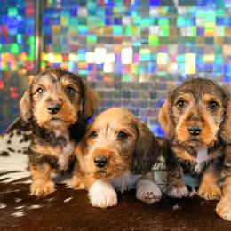 American Corgi, Dachshund, and Pembroke Welsh Corgi Puppies from Shining A Lowriders & Co.