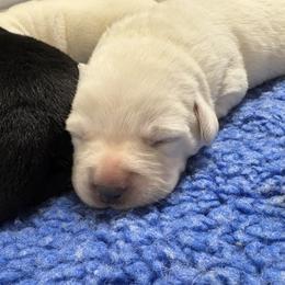 Kage (means Ghost) - Yellow male Labrador Retriever puppy in Turner, Maine from Bear Pond Retrievers