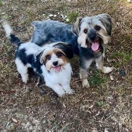 Yorkshire Terrier puppies from Ricketta’s Yorkie Babies