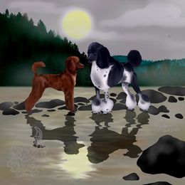 Poodle puppies from Courey Spire