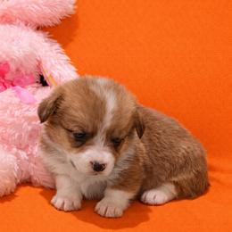 17 orange collar - White and fawn female Pembroke Welsh Corgi puppy in Port Republic, Maryland from Bestfurends