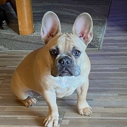 French Bulldogs from Kathy's French Bulldogs