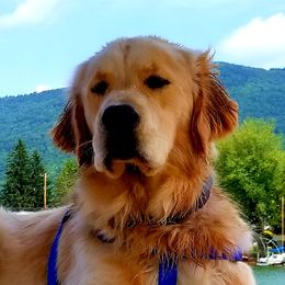 Colby - Golden Retriever