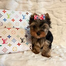 Tiny Star - Black and gold female Yorkshire Terrier puppy in Andrews, South Carolina from Sparkle of Glamour Yorkies