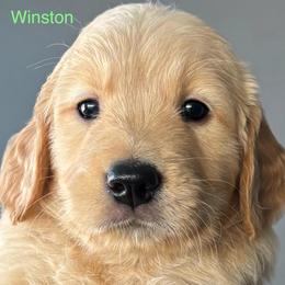 Winston - Golden male Golden Retriever puppy in Vail, Arizona from Retrievers Gold AZ
