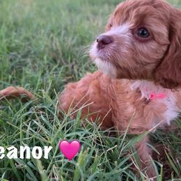 Eleanor - Red female Cavapoo puppy in Calumet, Oklahoma from H&H Cavapoos