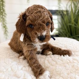 Asher - Red male Cavapoo puppy in Ephrata, Washington from Mustard Seed Doodle Co.