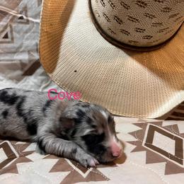 Cove - Blue merle female Australian Shepherd puppy in Rose Hill, North Carolina from Motega Australian Shepherds