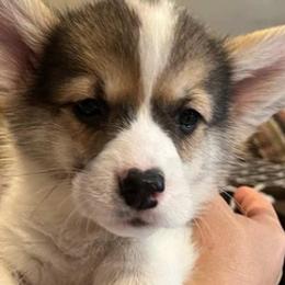 Pembroke Welsh Corgis from Mai Tai Corgis