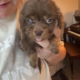 Woody - Chocolate and tan male Dachshund puppy in Guthrie, Oklahoma from Kingdom Mini Dashchunds
