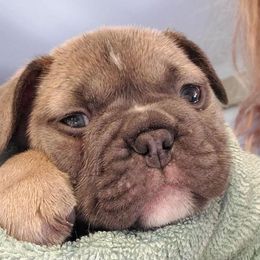 French Bulldogs from Ceeciez Frenchies