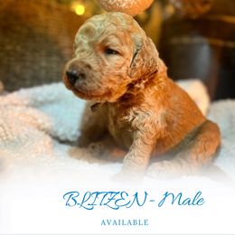 BLITZEN - Apricot male Goldendoodle puppy in Augusta, Maine from Bridgewood Doodle Farm LLC.
