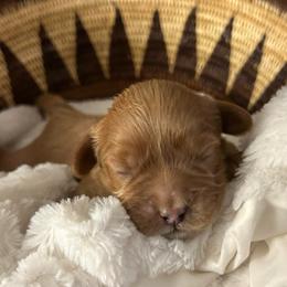 Gracie - Red female Cavapoo puppy in Milan, Illinois from Poppy Garden Doodles
