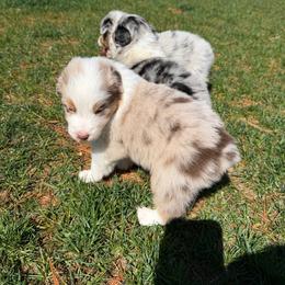 RMM - Red merle male Australian Shepherd puppy in Manchester, Iowa from Lone Willow Aussies