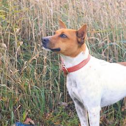 Vixie - Rat Terrier