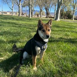 Pug and Shiba Inu Puppies from khshibas-khpugs