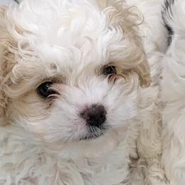 Cavapoos and Poodles from Grams poodle babies
