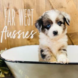 Australian Shepherds and Miniature Australian Shepherds from Far West Aussies
