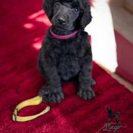 Jimmy Buffett - Black male Poodle puppy in Nederland, Texas from Lingo Standard Poodles