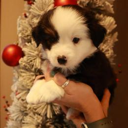 Dancer - Black tri male Toy Australian Shepherd puppy in Albia, Iowa from J Bar M Toy and Mini Aussies