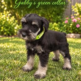 Green Collar - Black and silver female Miniature Schnauzer puppy in Monticello, Mississippi from Phoenix Ranch