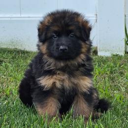Boy 3 - Black and red male German Shepherd puppy in Sumner, Iowa from Vom Wilke Kennels