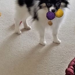 Papillon Puppies from Belladonna Papillons