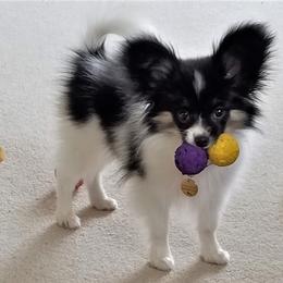 Papillon Puppies from Belladonna Papillons