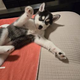 Siberian Husky Puppies from Genine Appello
