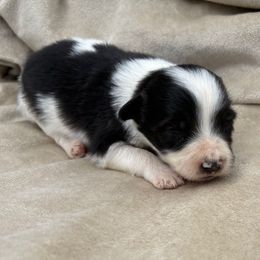 Cassie - Black and white female Border Collie puppy in Chattanooga, Tennessee from Ross Vegas Kennels