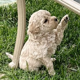 Australian Labradoodle Puppies from Tiny Treasures Australian Labradoodles