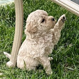 Australian Labradoodle Puppies from Tiny Treasures Australian Labradoodles