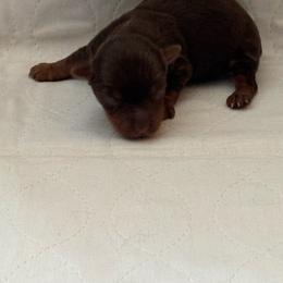 Puppy 2 - Chocolate and tan male Yorkshire Terrier puppy in Elizabeth, Indiana from Dwayne’s Yorkshire Terriers