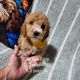 White collar Patsy - Apricot female Goldendoodle puppy in Fairmount, Indiana from Capens' Doodles,Poodles and Poo's