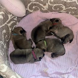 Pug Puppies from Rachael Kruse