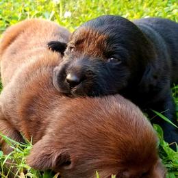 Labrador Retriever Puppies from Cove Labradors