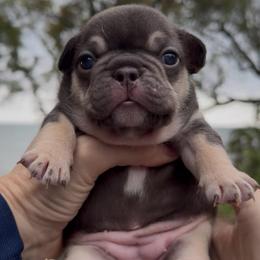 Cocoa and Tan girl, white chest - Tricolors female French Bulldog puppy in Gulf Breeze, Florida from SW Frenchies