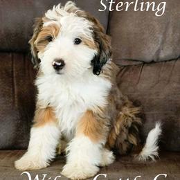 Sterling - Blue merle male Aussiedoodle puppy in Lancaster, Minnesota from Wilson Cattle Co.