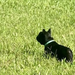 French Bulldog Puppies from Diamond Shores French Bulldogs