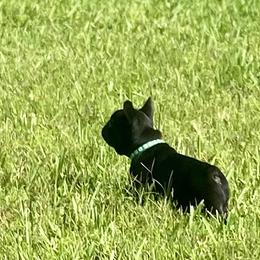 French Bulldog Puppies from Diamond Shores French Bulldogs
